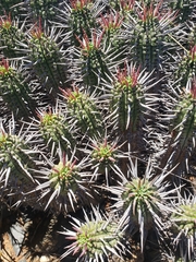 Euphorbia ferox