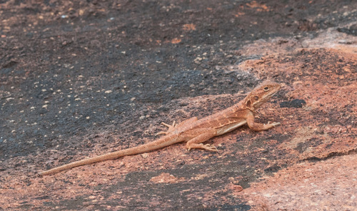 Ctenophorus fionni
