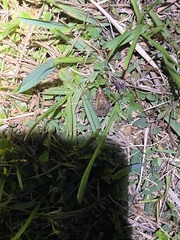 Microhyla mukhlesuri