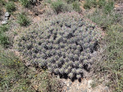 Euphorbia ferox
