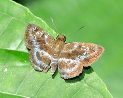 Quadrus cerialis