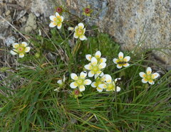 Saxifraga bryoides