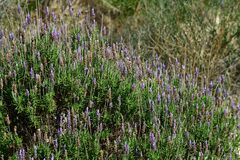 Lavandula dentata