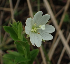 Epilobium capense