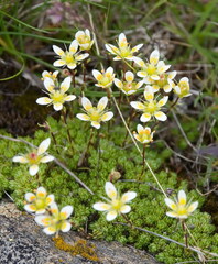 Saxifraga bryoides