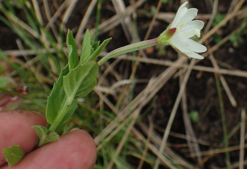 Image of Epilobium capense by no rights reserved