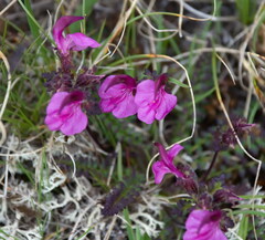 Pedicularis kerneri