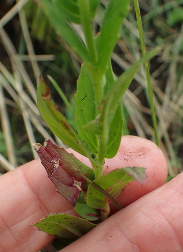 Image of Epilobium capense by no rights reserved