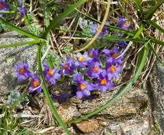 Linaria alpina