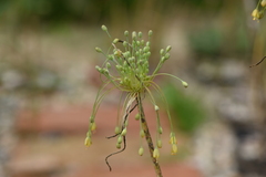 Allium flavum
