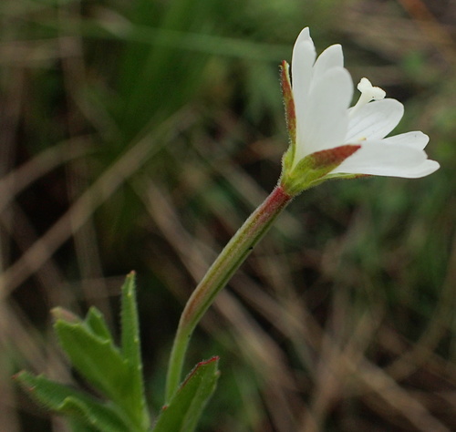 Image of Epilobium capense by no rights reserved