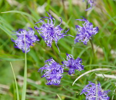 Phyteuma hemisphaericum