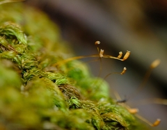 Pyrrhobryum spiniforme