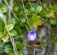 Pinguicula leptoceras