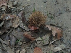 Andricus caputmedusae