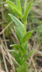 Epilobium capense