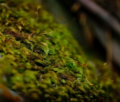 Pyrrhobryum spiniforme