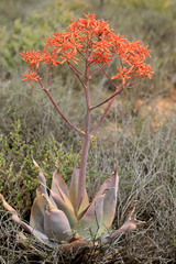 Aloe striata