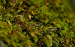 Pyrrhobryum spiniforme