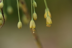 Allium flavum