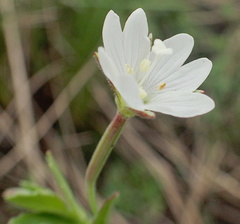 Epilobium capense