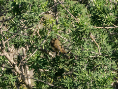 Phylloscopus canariensis