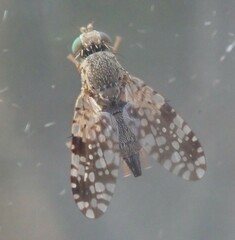 Tephritis matricariae