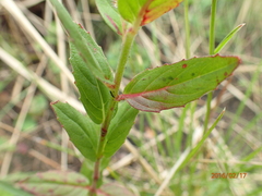 Epilobium capense