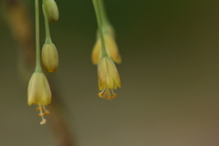 Allium flavum