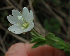 Epilobium capense