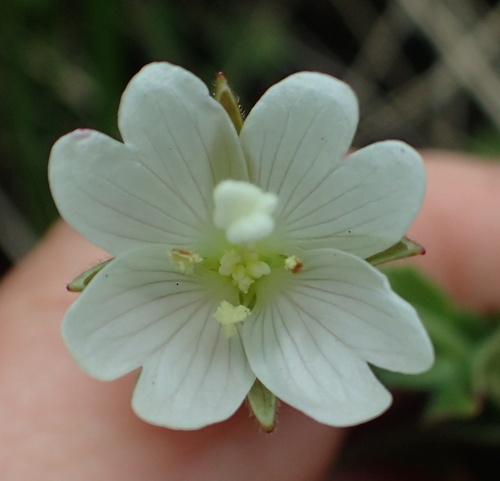 Cape Willowherb (Epilobium capense)