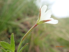 Epilobium capense