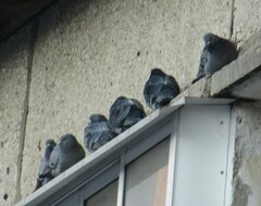 Columba livia domestica