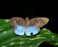 Pythonides grandis