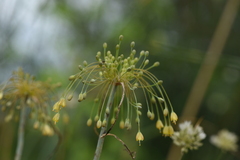 Allium flavum