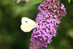 Pieris brassicae