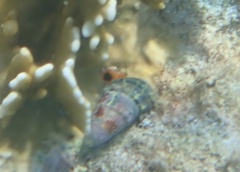 Cerithiidae