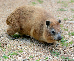 Procavia capensis johnstoni