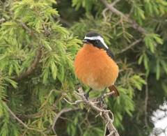 Phoenicurus moussieri