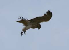 Circaetus gallicus