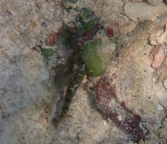 Blenniiformes