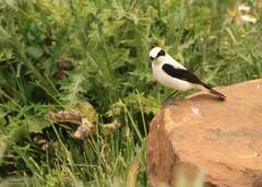 Oenanthe hispanica