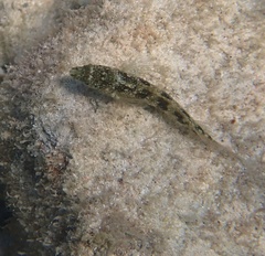 Blenniiformes