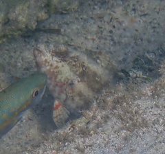 Sparisoma chrysopterum