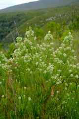 Phylica axillaris