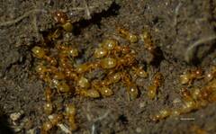 Lasius