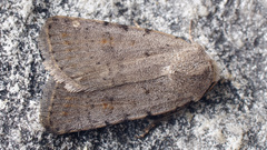 Caradrina selini