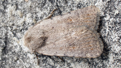 Caradrina selini