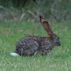 Lepus saxatilis