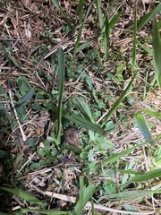 Microhyla mukhlesuri